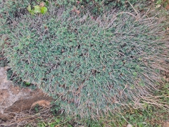 Euphorbia spinosa