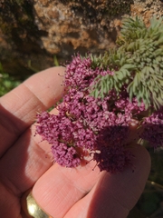 Lomatium columbianum