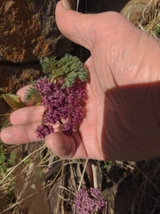 Lomatium columbianum