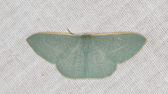 Prasinocyma ocyptera