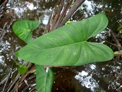 Philodendron brevispathum