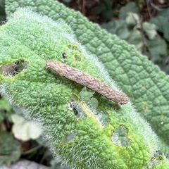 Anstenoptilia marmarodactyla
