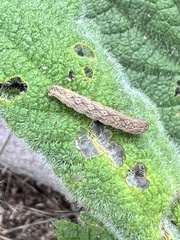 Anstenoptilia marmarodactyla