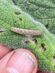 Anstenoptilia marmarodactyla