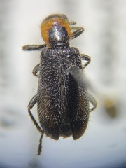 Placopterus thoracicus