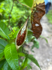 Asclepias curassavica