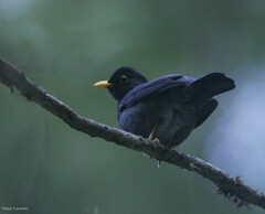 Turdus flavipes