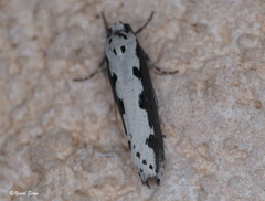 Ethmia bipunctella