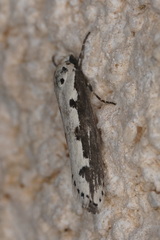 Ethmia bipunctella