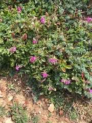Silene colorata