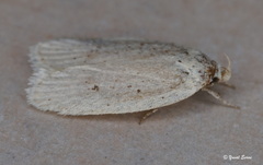 Agonopterix pallorella