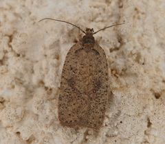 Agonopterix heracliana