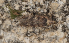 Depressaria ululana