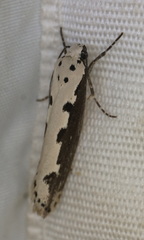 Ethmia bipunctella