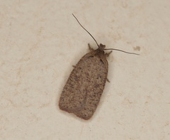 Agonopterix heracliana