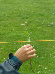 Epilobium nutans