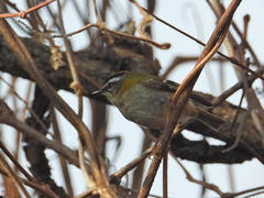 Regulus ignicapilla ignicapilla