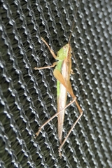Conocephalus albescens