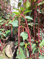 Acalypha hispida