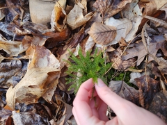 Dendrolycopodium hickeyi