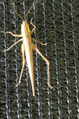 Conocephalus albescens