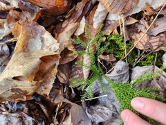Dendrolycopodium hickeyi