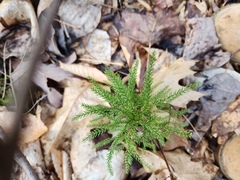 Dendrolycopodium hickeyi