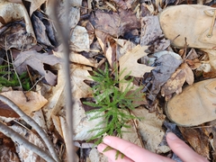 Dendrolycopodium hickeyi