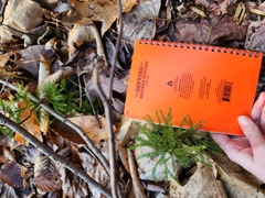 Dendrolycopodium hickeyi