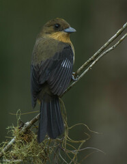 Trichothraupis melanops