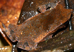 Rhinella castaneotica