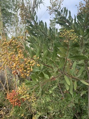 Heteromeles arbutifolia