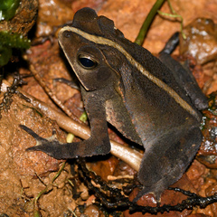 Rhinella castaneotica