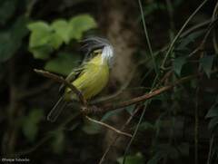 Todirostrum poliocephalum