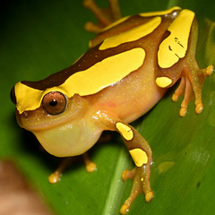 Dendropsophus leucophyllatus