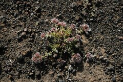 Polycarpaea aristata