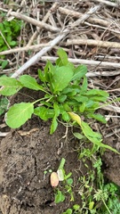 Thlaspi arvense