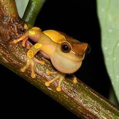 Dendropsophus leucophyllatus