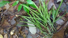 Pleopeltis desvauxii