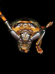 Retrachydes thoracicus