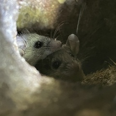 Peromyscus eva carmeni