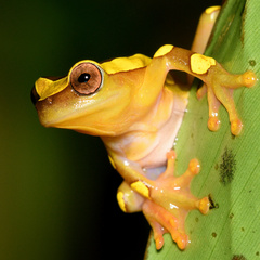 Dendropsophus leucophyllatus