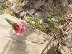 Onobrychis humilis