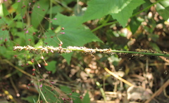 Carex appressa