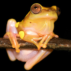 Dendropsophus leucophyllatus