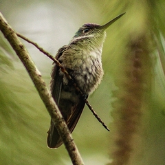 Eupetomena cirrochloris