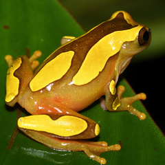 Dendropsophus leucophyllatus