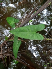 Philodendron brevispathum