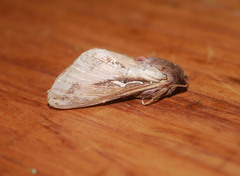 Hepialidae