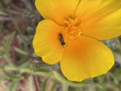 Micralictoides ruficaudus